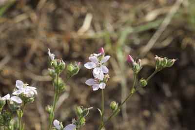 Linum congestum, photographed by Arvel Hernandez