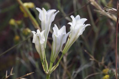 Triteleia laxa, photographed by Arvel Hernandez