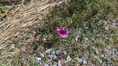 Ipomoea sagittata, photographed by Joseph Aubert