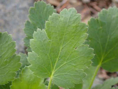 Heuchera cylindrica, photographed by Shane Johnson