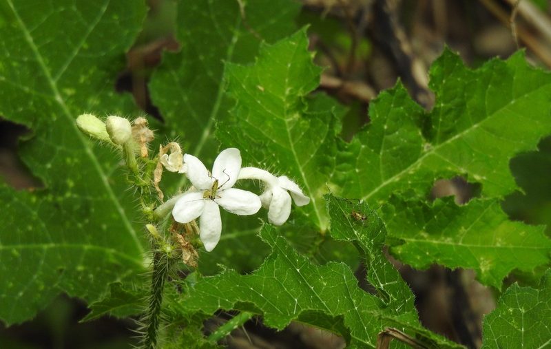 Cnidoscolus texanus, photographed by saltyhiker