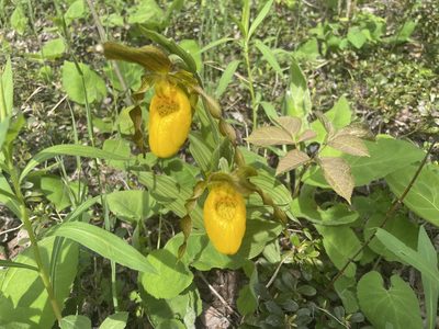 Cypripedium parviflorum, photographed by Margaret Northfield