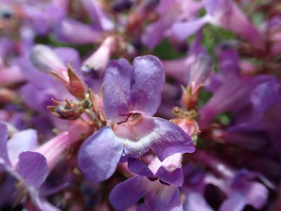 Penstemon gairdneri, photographed by James H. Thomas
