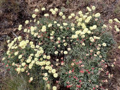 Eriogonum douglasii, photographed by James H. Thomas