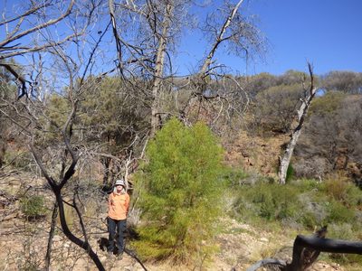 Codonocarpus pyramidalis, photographed by garrytre