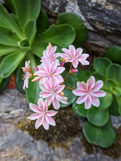 Lewisia cotyledon, photographed by My-Lan Le