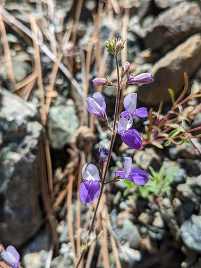 Collinsia linearis, photographed by Logan J.L. Bradley