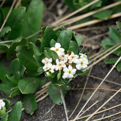 Lithospermum distichum, photographed by Alberto Sánchez