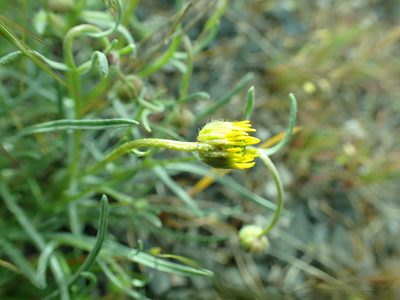Erigeron linearis, photographed by James H. Thomas