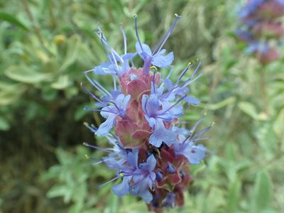 Salvia dorrii, photographed by James H. Thomas
