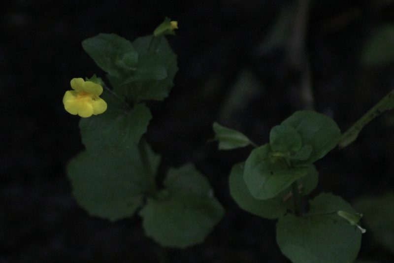 Erythranthe geyeri, photographed by Calinsdad