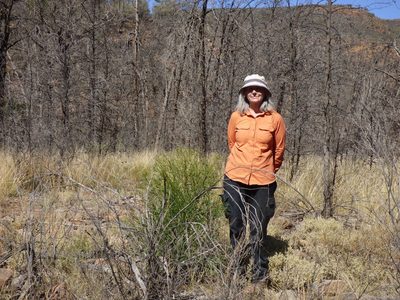 Codonocarpus pyramidalis, photographed by garrytre