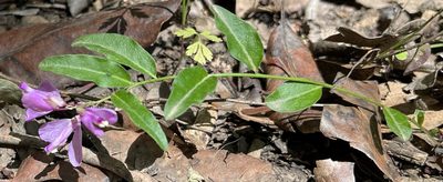 Rhinotropis californica, photographed by Kristen Gregoriev