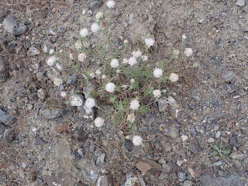 Chaenactis douglasii, photographed by James H. Thomas