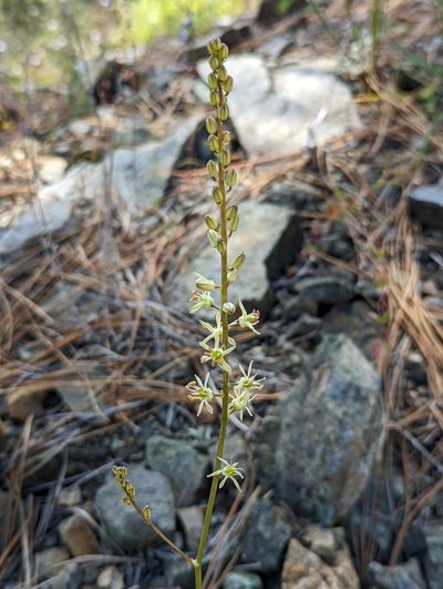 Hastingsia serpentinicola, photographed by Logan J.L. Bradley