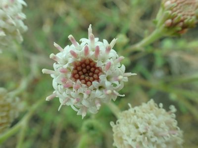 Chaenactis douglasii, photographed by James H. Thomas