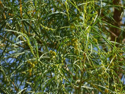 Codonocarpus pyramidalis, photographed by garrytre