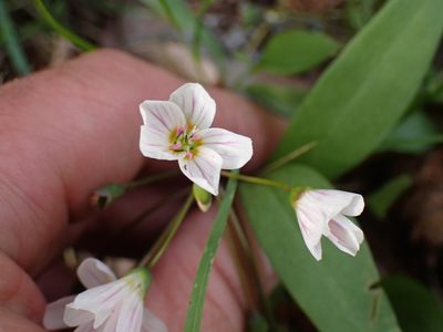 Claytonia lanceolata, photographed by Shane Johnson