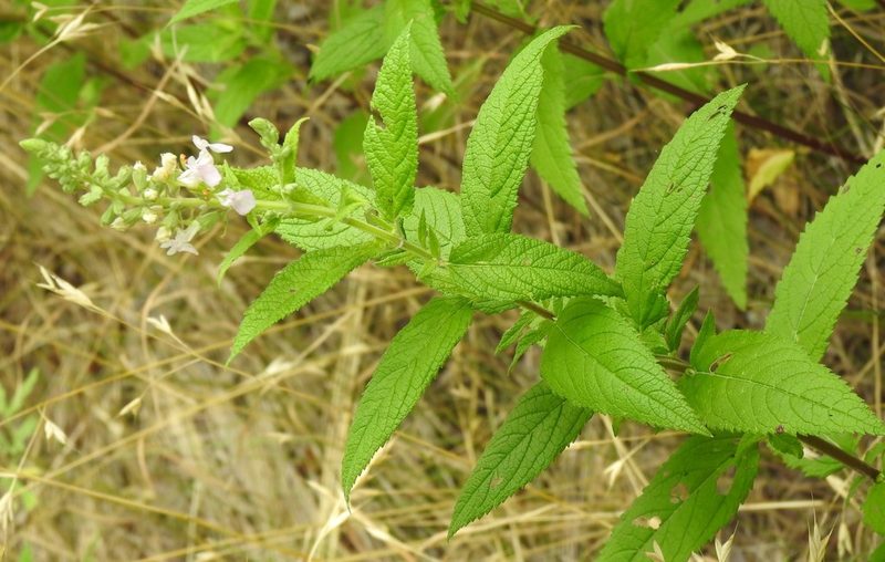 Teucrium canadense, photographed by saltyhiker
