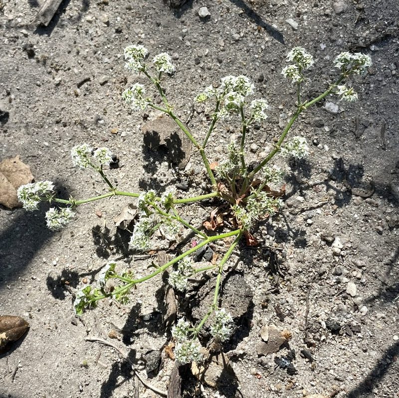 Chorizanthe diffusa, photographed by Irene