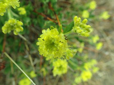Eriogonum sphaerocephalum