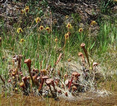 Darlingtonia californica, photographed by Logan J.L. Bradley