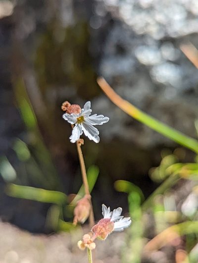 Lithophragma campanulatum, photographed by My-Lan Le
