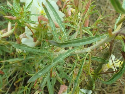 Oenothera pallida, photographed by James H. Thomas