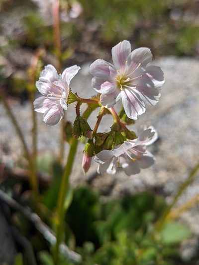 Lewisia cotyledon, photographed by My-Lan Le