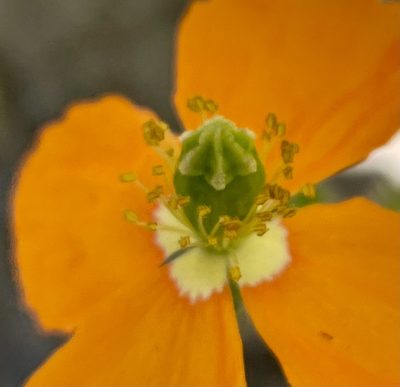 Stylomecon crassifolia