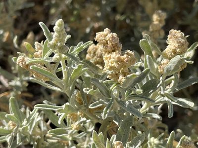 Atriplex canescens, photographed by Bobby McCabe