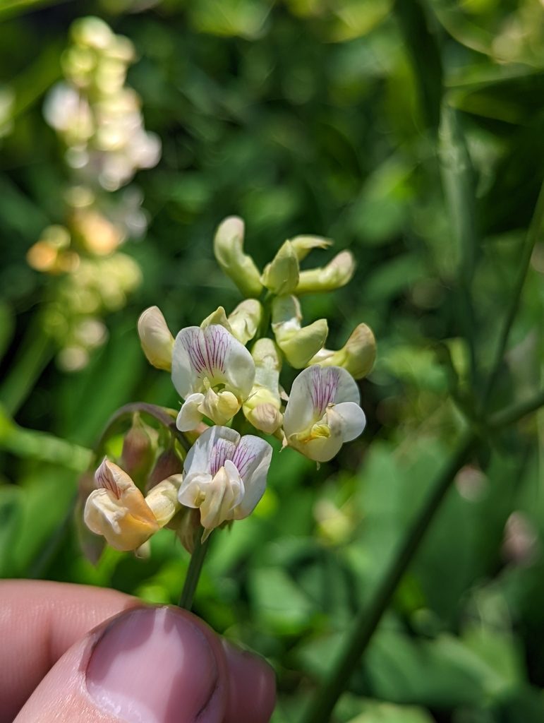 Lathyrus delnorticus, photographed by Logan J.L. Bradley