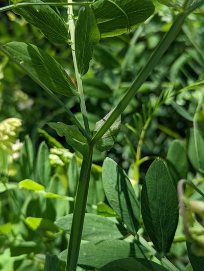 Lathyrus delnorticus, photographed by Logan J.L. Bradley