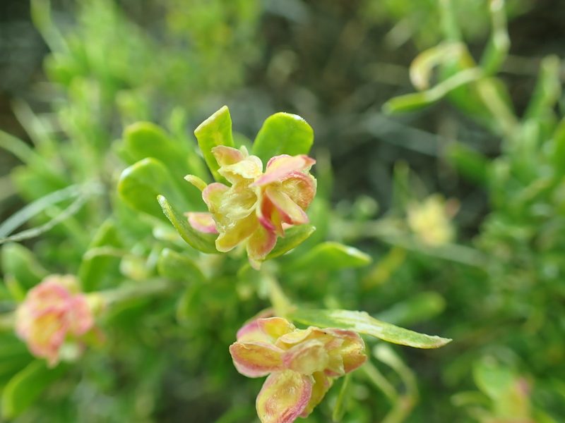 Grayia spinosa, photographed by James H. Thomas