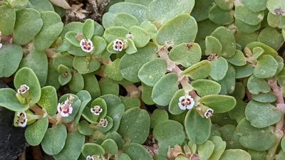 Euphorbia serpens