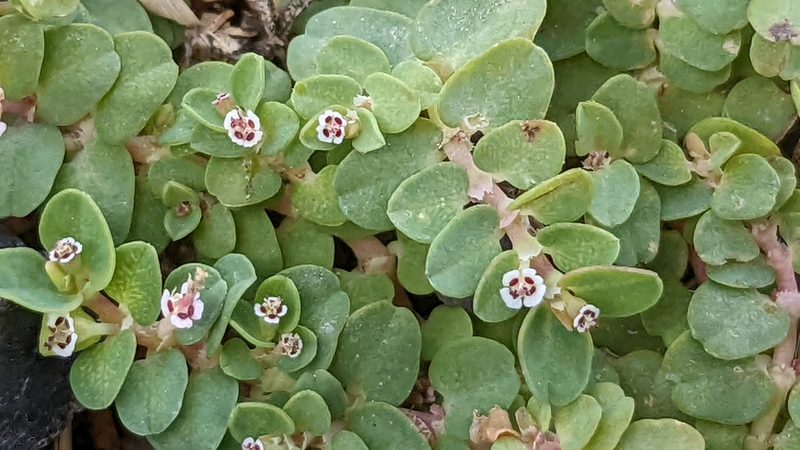 Euphorbia serpens, photographed by Joseph Aubert