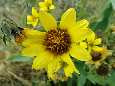Balsamorhiza careyana