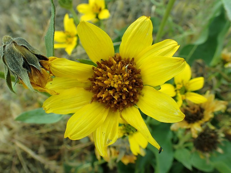 Balsamorhiza careyana, photographed by James H. Thomas