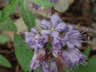 Hydrophyllum capitatum, photographed by Shane Johnson