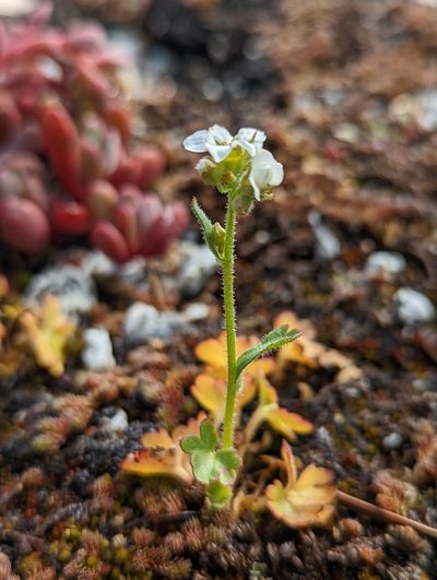 Suksdorfia ranunculifolia, photographed by My-Lan Le
