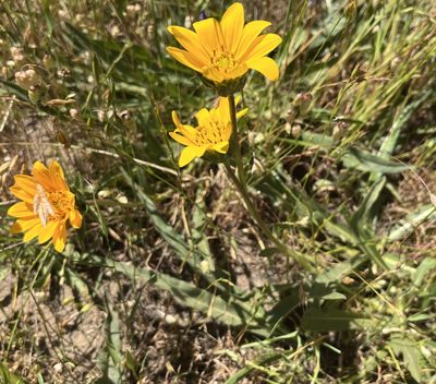 Wyethia angustifolia, photographed by Kristen Gregoriev