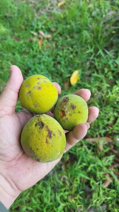 Sandoricum koetjape, photographed by Cheongweei Gan