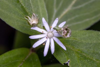 Stellaria pubera, photographed by Ben Smith