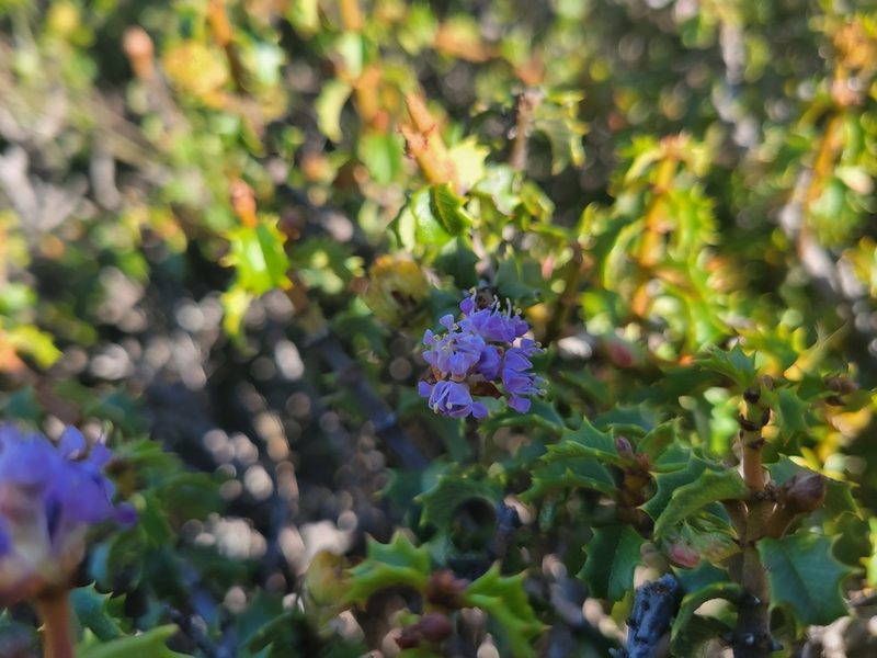 Ceanothus jepsonii, photographed by Keenan Pepper