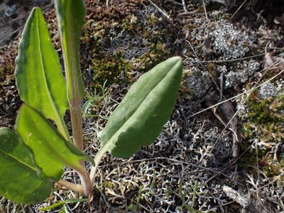 Senecio integerrimus, photographed by Shane Johnson