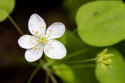 Anemonella thalictroides, photographed by Ben Smith