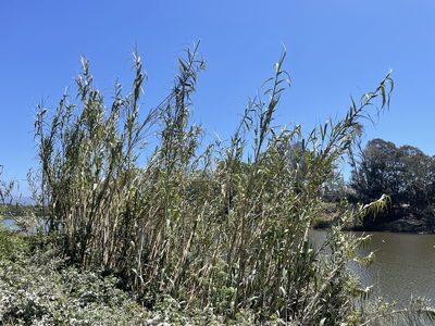 Arundo donax, photographed by Daniel Das