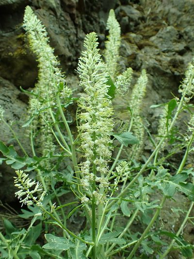Thelypodium laciniatum, photographed by James H. Thomas