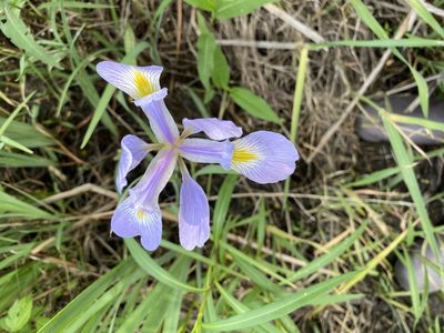 Iris virginica, photographed by mularo1