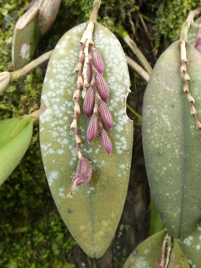 Acianthera pubescens, photographed by Kai Squires
